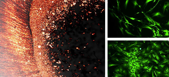 Salle d'Entreprise CEU–Meta-Biomed