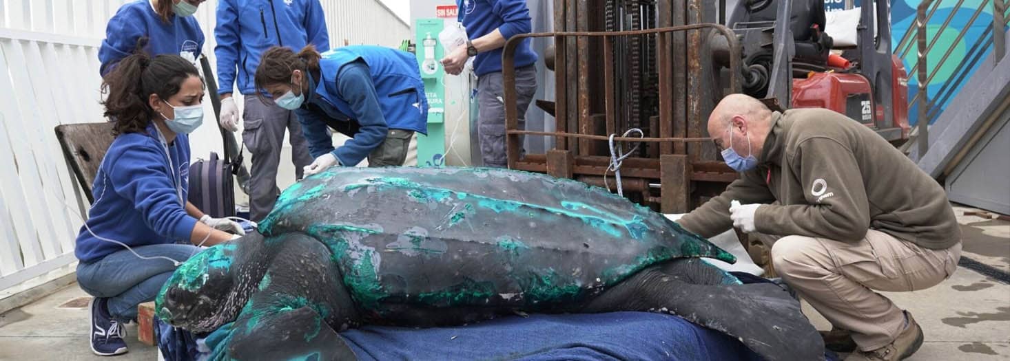 Diploma in Aquatic Wildlife Medicine