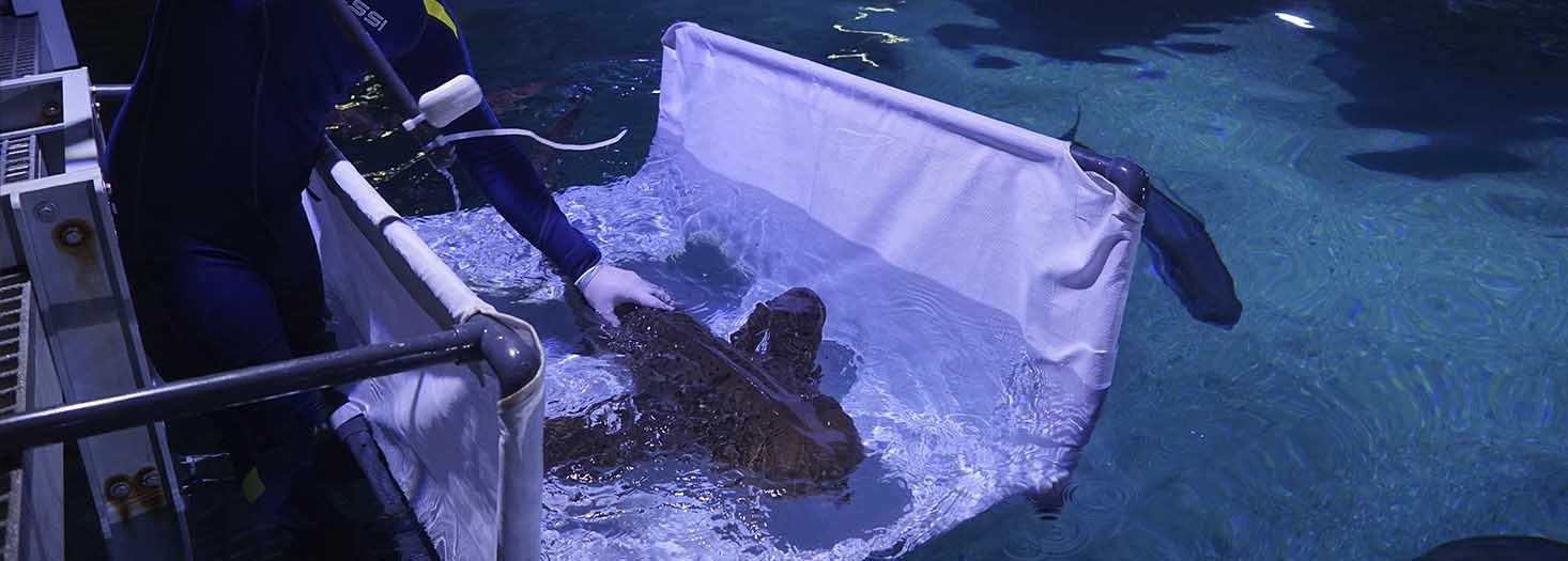 Higher Postgraduate Certificate in Fish and Marine Invertebrate Medicine