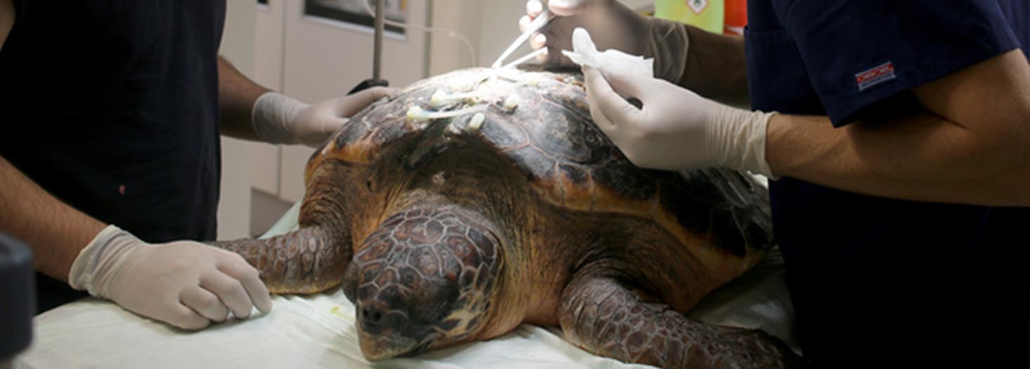 Higher Postgraduate Certificate in Marine Reptile and Marine Bird Medicine