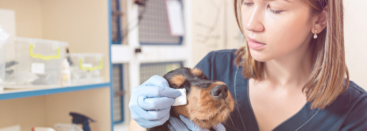 Médecine Vétérinaire (Grado en Veterinaria)