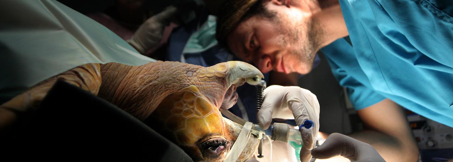 Lifelong Learning Master Programme in Aquatic Animal Medicine