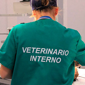 Veterinary Student Assistantships at the CEU UCH veterinary hospital