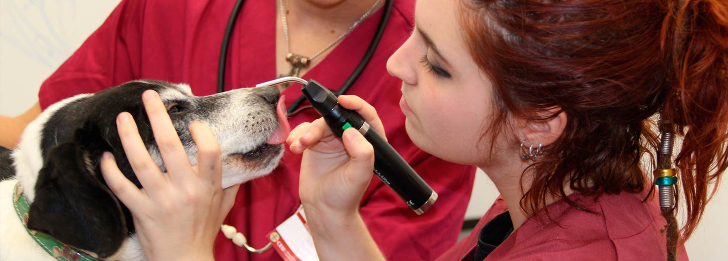 Hospital Clínico Veterinario