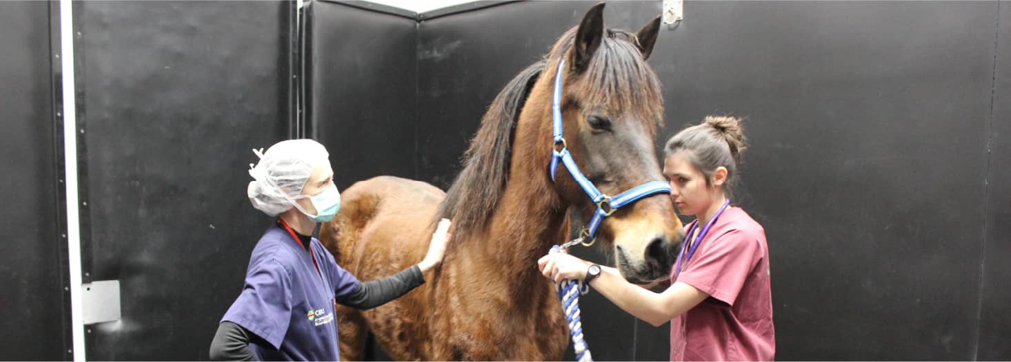 Veterinary Teaching and Research Farm