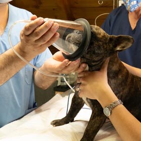 Veterinary Anaesthesia Club