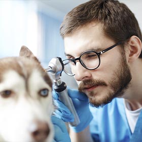 Veterinary Ophthalmology and Neurology Club