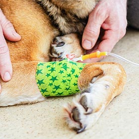 Veterinary Clinical Oncology