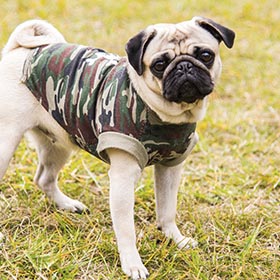 Veterinary Medicine in the Military